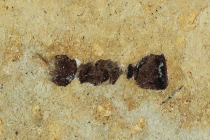 Fossil Insect (Hymenoptera) - France #290713